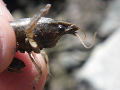 Pacifastacus leniusculus