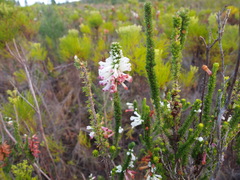 Erica colorans
