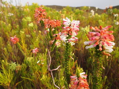 Erica colorans
