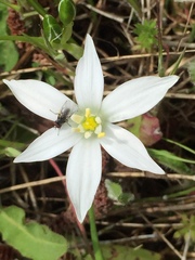 Ornithogalum umbellatum