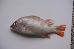 Lutjanus russellii