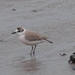 West Coast White-fronted Plover - Photo (c) Gerhard Diedericks, some rights reserved (CC BY-NC), uploaded by Gerhard Diedericks