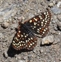 Euphydryas anicia bernadetta