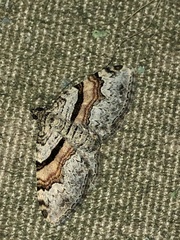 Xanthorhoe labradorensis