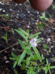 Misopates calycinum