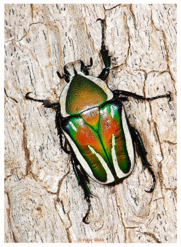 Dicronorhina derbyana