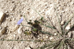 Linum squamulosum