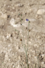Linum squamulosum