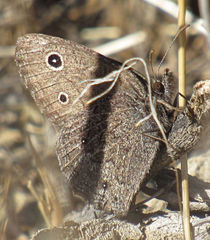 Cercyonis oetus