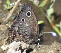 Cercyonis oetus