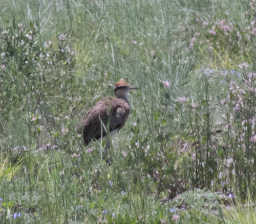Temminck's Courser