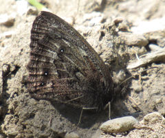 Cercyonis oetus