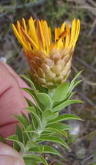 Oedera speciosa