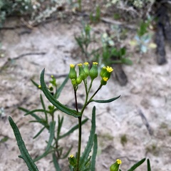 Senecio glossanthus