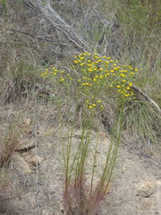 Senecio chrysocoma