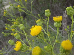 Senecio chrysocoma