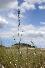 Bupleurum affine