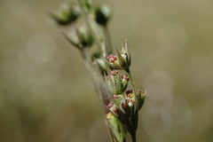 Bupleurum affine