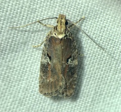 Agonopterix lythrella