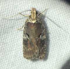 Agonopterix lythrella