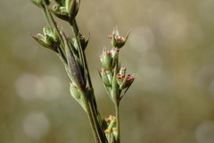 Bupleurum affine