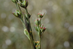 Bupleurum affine