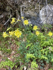 Aquilegia longissima
