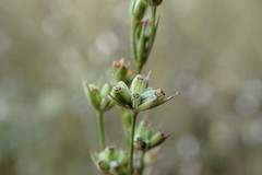 Bupleurum affine
