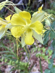 Aquilegia longissima