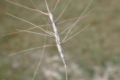 Aegilops biuncialis