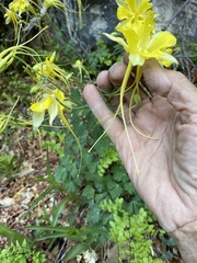 Aquilegia longissima