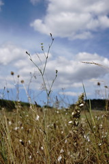Bupleurum marschallianum