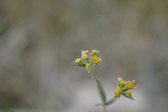 Bupleurum marschallianum