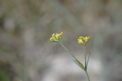 Bupleurum marschallianum