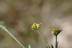 Bupleurum marschallianum