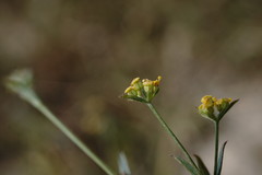 Bupleurum marschallianum