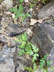 Toxicodendron radicans eximium