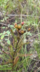 Hypericum sphaerocarpum