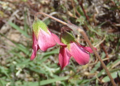 Hermannia bicolor