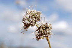 Gypsophila pallasii