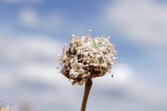 Gypsophila pallasii