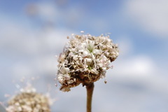 Gypsophila pallasii