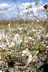 Gypsophila pallasii