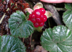 Rubus pumilus