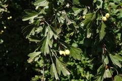 Crataegus taurica