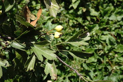 Crataegus taurica