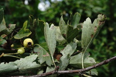 Crataegus taurica