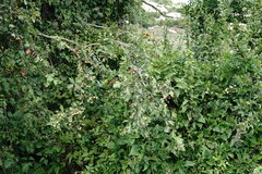 Crataegus taurica