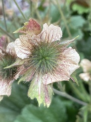 Geum macrophyllum