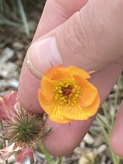 Geum macrophyllum